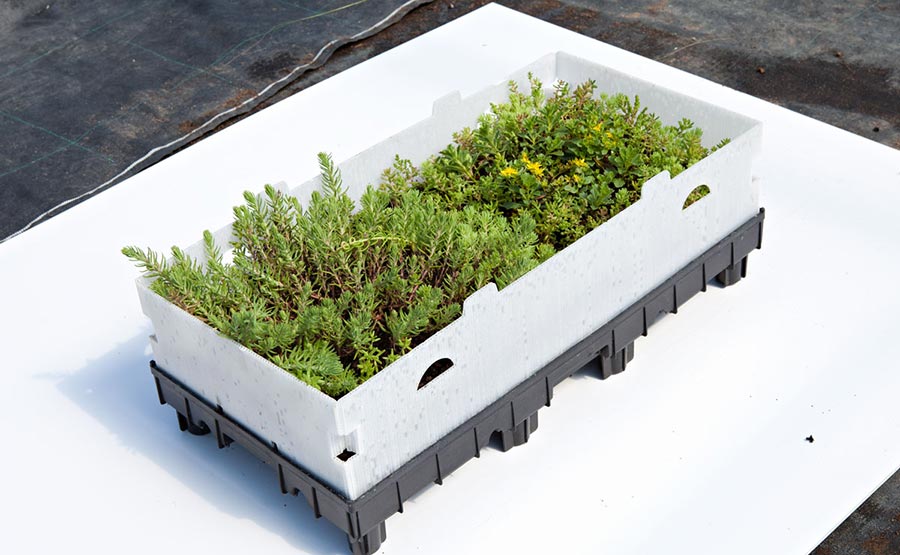 Toiture végétalisée Greenkub