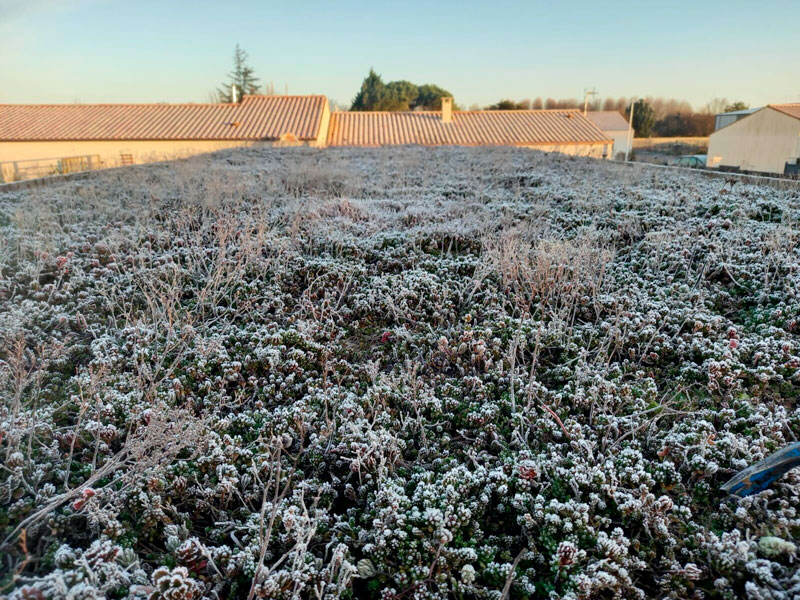 Une toiture végétalisée en hiver